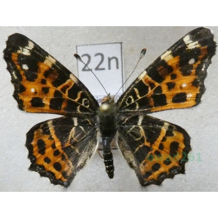 Araschnia levana (Linnaeus, 1758) male form Rusałka kratkowiec Poland22n